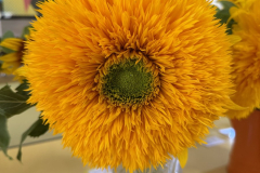 WHGAA_2026_Double-Sun-King-Sunflower-scaled